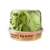 Big Butter Lettuce