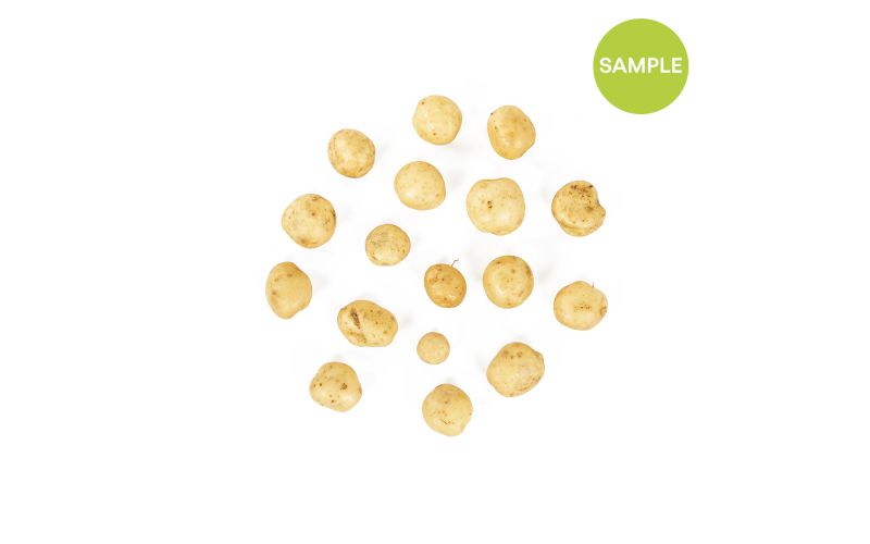 Organic Row 7 Upstate Abundance Creamer Potato Sample