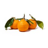 Stem & Leaf Gold Nugget Mandarins