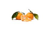 Stem & Leaf Gold Nugget Mandarins