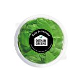 Baby Butterhead Lettuce