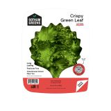 Crispy Green Leaf Lettuce