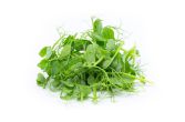 Petite Pea Tendrils