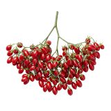 Grape Tomatoes on the Branch