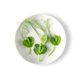 Petite Pea Tendrils