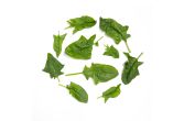 Organic Bloomsdale Spinach