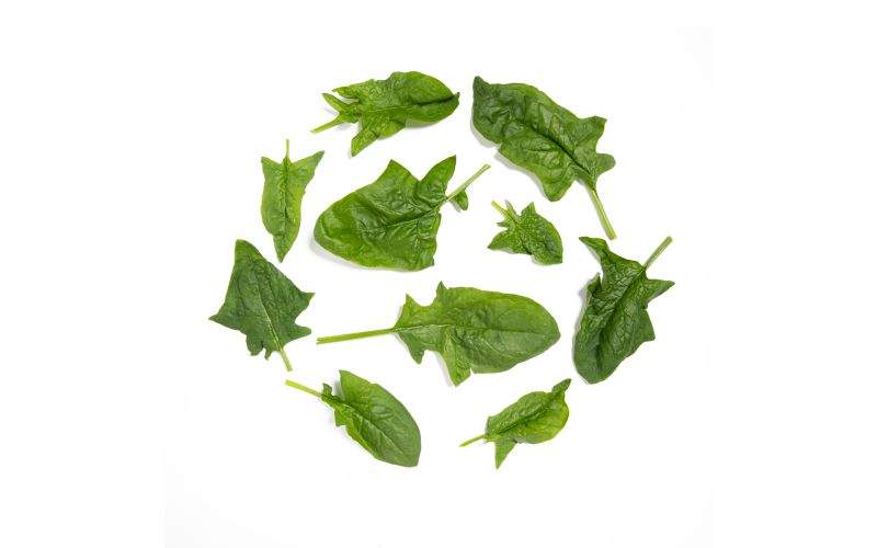 Organic Bloomsdale Spinach