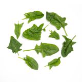 Organic Bloomsdale Spinach
