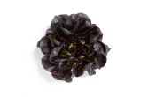 Red Buttercakes Lettuce