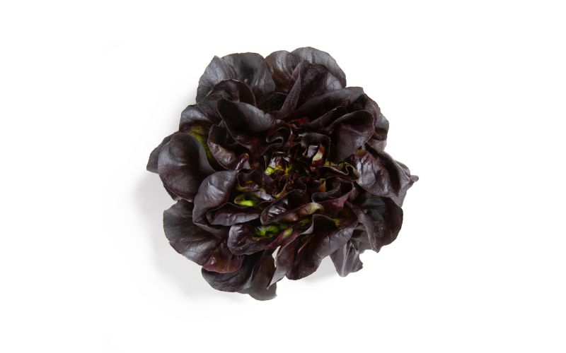 Red Buttercakes Lettuce