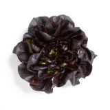 Red Buttercakes Lettuce