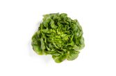 Green Buttercake Lettuce