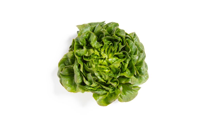 Green Buttercake Lettuce