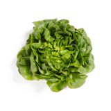 Green Buttercake Lettuce