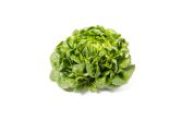 Green Buttercake Lettuce