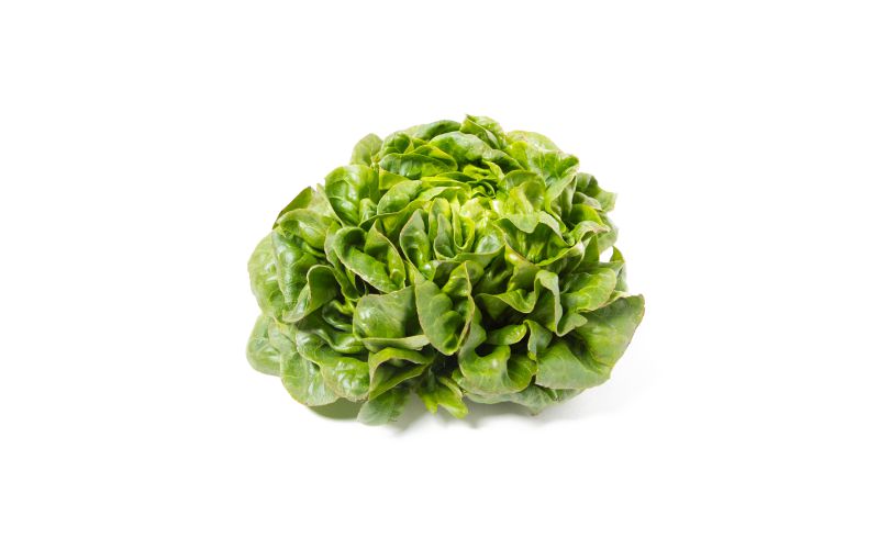 Green Buttercake Lettuce