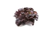 Red Buttercakes Lettuce