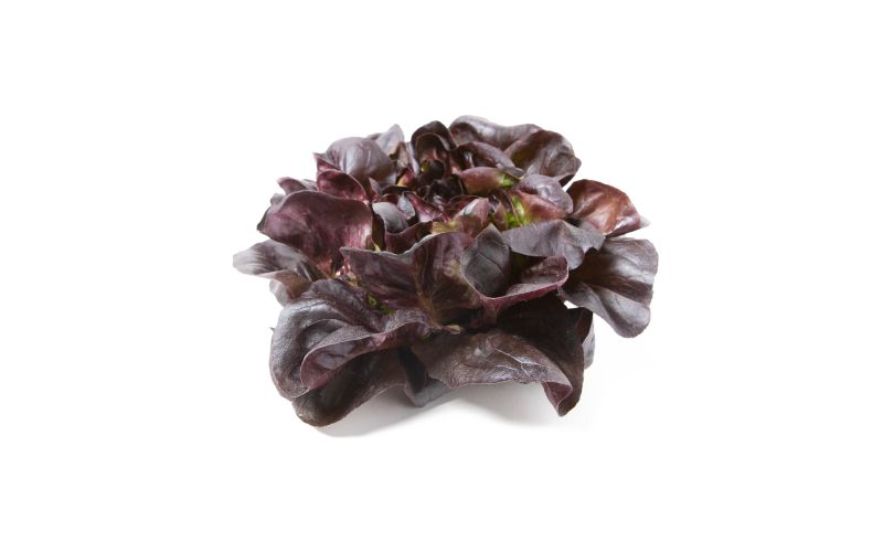 Red Buttercakes Lettuce