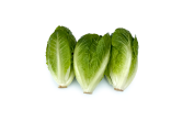 Baby Romaine Hearts