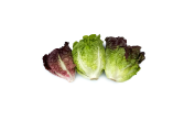 Little Gem Lettuce Mix