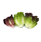 Little Gem Lettuce Mix