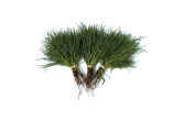 Agretti