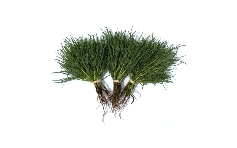 Agretti