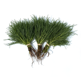 Agretti
