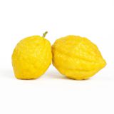 Etrog Citron