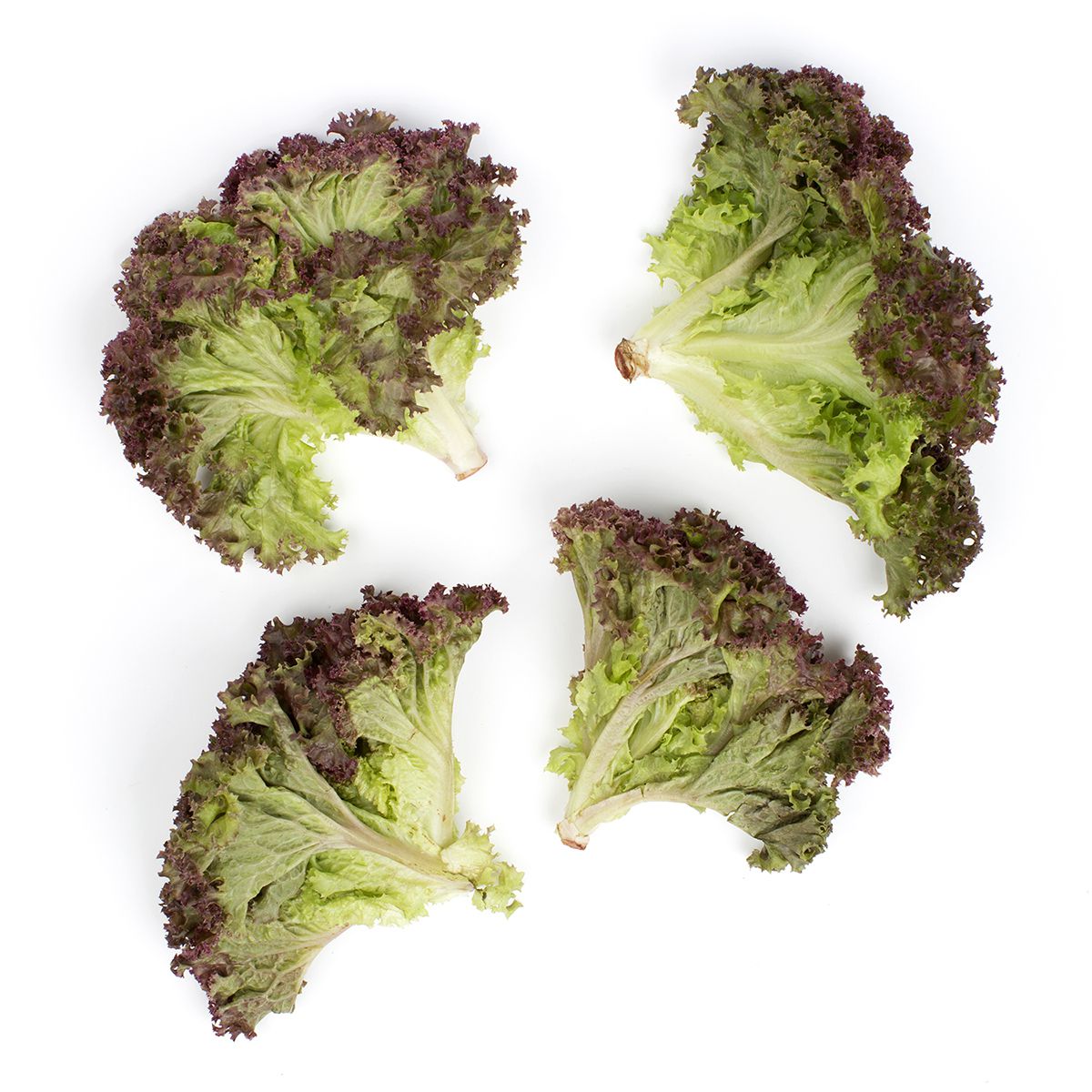 Baby Lolla Rosa Lettuce Baby Lettuce Baldor Specialty Foods