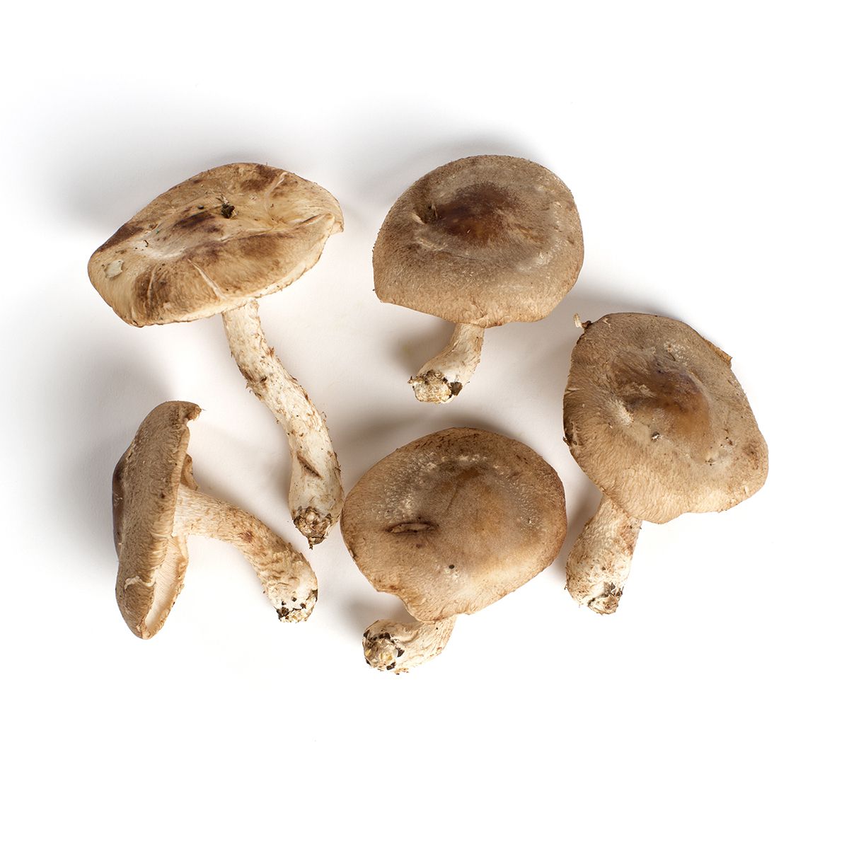 Baby Shiitake Mushrooms Shiitake Mushrooms Baldor Specialty Foods