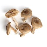Baby Shiitake Mushrooms