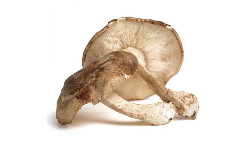 Baby Shiitake Mushrooms