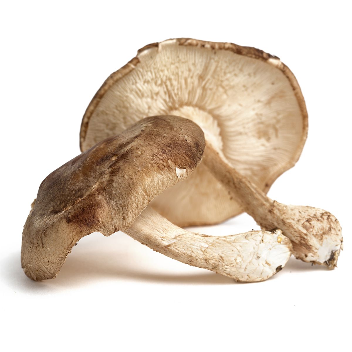 Baby Shiitake Mushrooms Shiitake Mushrooms Baldor Specialty Foods