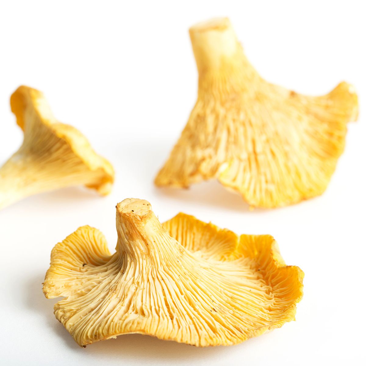 Chanterelle Mushrooms Wild & Foraged Mushrooms Baldor Specialty Foods
