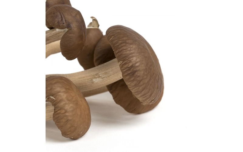 Fried Chicken Mushrooms