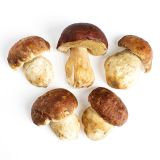 Grade No. 1 Porcini Mushrooms
