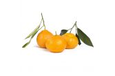 Stem and Leaf Satsuma Mandarins