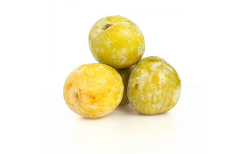 Sierra Honey Plumcots