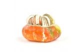 Turban Squash