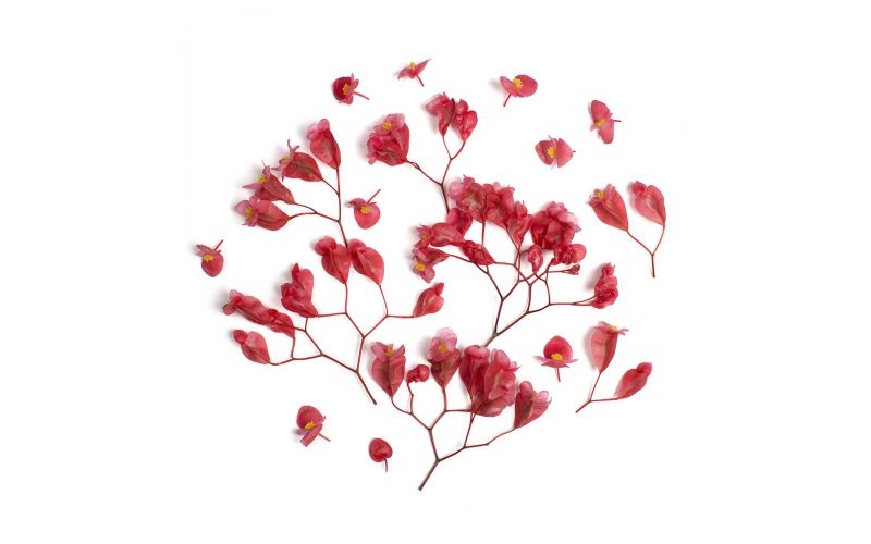 Apple Blossoms Vegetables Baldorfood Apple Blossoms Vegetables Baldorfood