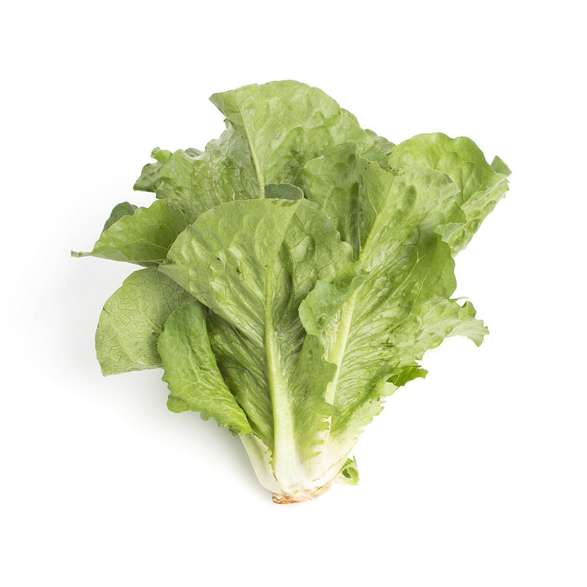 Organic Romaine Lettuce | Romaine | Baldor Specialty Foods