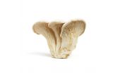 White Elf Mushrooms (Nebrodini Bianco)