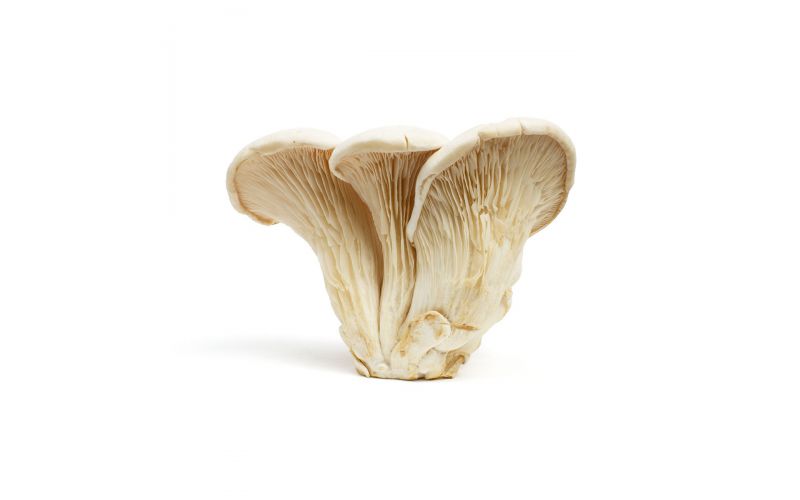 White Elf Mushrooms (Nebrodini Bianco)