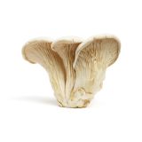 White Elf Mushrooms (Nebrodini Bianco)