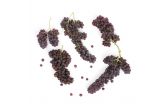 Champagne Grapes