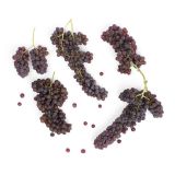 Champagne Grapes