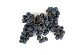 Concord Grapes