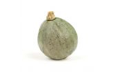 Blue Hubbard Squash