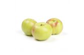 Gravenstein Heirloom Apples